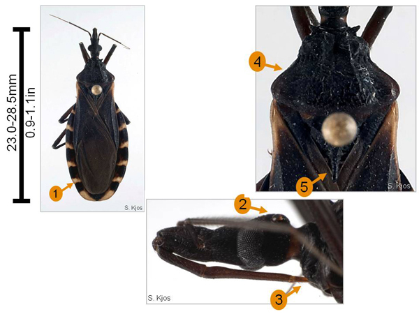 Parts of a Chagas Bug