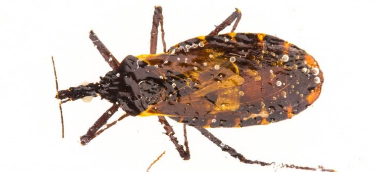 Kissing Bug / Chagas